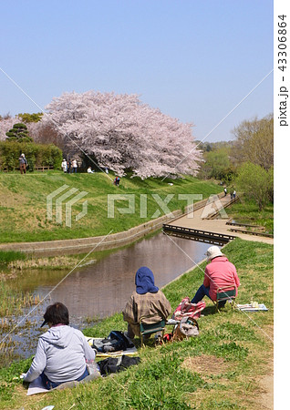 金山緑地公園の春は 清瀬市 金山緑地公園の春は 清瀬市 43306864