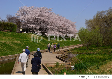 金山緑地公園の春は 清瀬市 金山緑地公園の春は 清瀬市 43306865