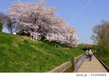 金山緑地公園の春は　清瀬市 43306866