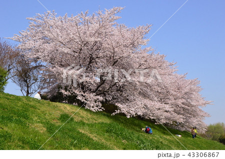 金山緑地公園の春は 清瀬市 金山緑地公園の春は 清瀬市 43306867