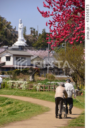 金山緑地公園の春は 清瀬市 金山緑地公園の春は 清瀬市 43306873