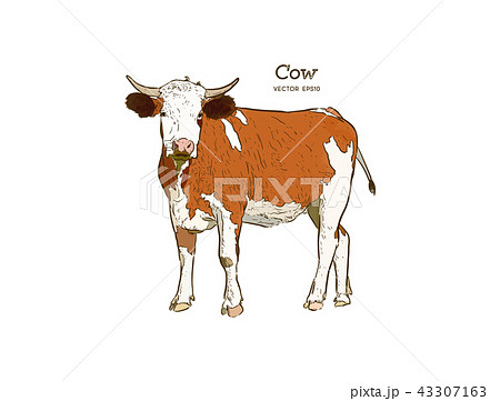 Cow Hand Draw Sketch Vector のイラスト素材