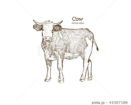 Cow Hand Draw Sketch Vector のイラスト素材