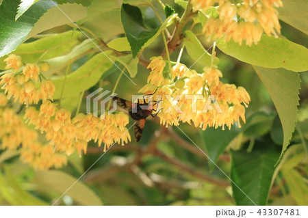 四国八十八か所八栗山 四国八十八か所八栗山 43307481