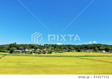 青空と秋の田園風景 43307552