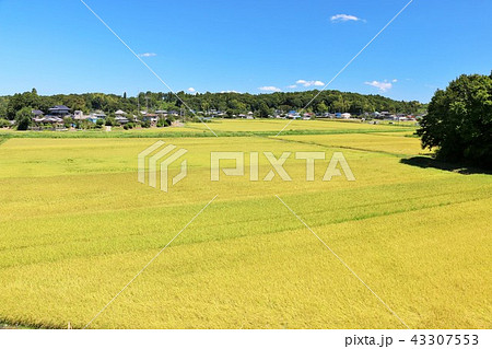 青空と秋の田園風景 43307553