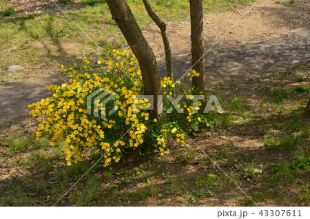 小田野中央公園の春は八王子市 43307611