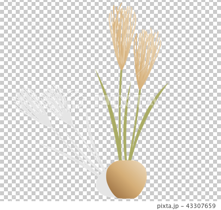 插图素材: 芒草