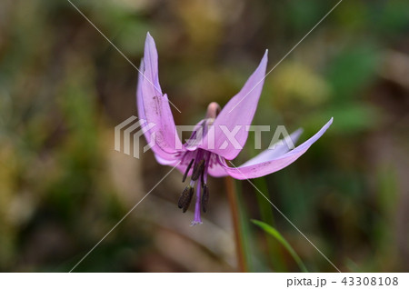 さやま花多来里の郷のカタクリ 瑞穂町 さやま花多来里の郷のカタクリ 瑞穂町 43308108