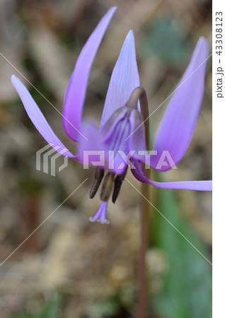 さやま花多来里の郷のカタクリ　瑞穂町 43308123