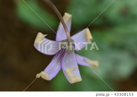 さやま花多来里の郷のカタクリ 瑞穂町 さやま花多来里の郷のカタクリ 瑞穂町 43308153