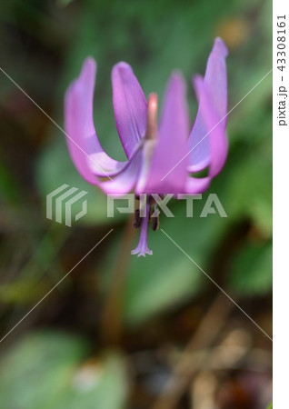 さやま花多来里の郷のカタクリ　瑞穂町 43308161