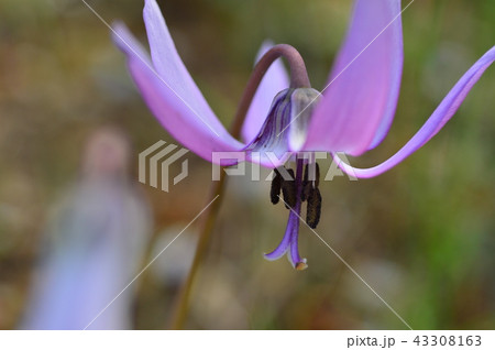 さやま花多来里の郷のカタクリ　瑞穂町 43308163