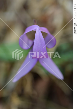 さやま花多来里の郷のカタクリ　瑞穂町 43308165
