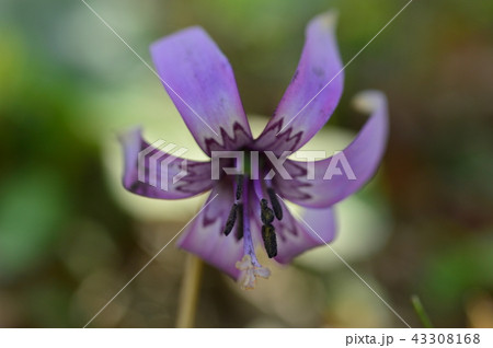 さやま花多来里の郷のカタクリ　瑞穂町 43308168