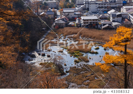 栃木県日光市 湯元温泉 源泉 湯の平湿原(11月) 栃木県日光市 湯元温泉 源泉 湯の平湿原(11月) 43308332