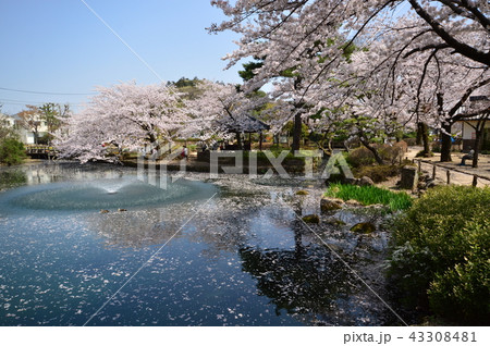 狭山池公園の桜 瑞穂町の写真素材