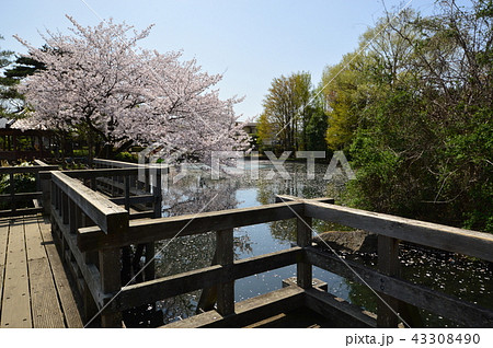 狭山池公園の桜 瑞穂町の写真素材