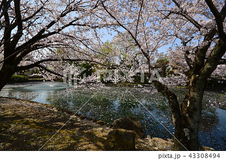 狭山池公園の桜 瑞穂町の写真素材