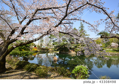 狭山池公園の桜 瑞穂町の写真素材