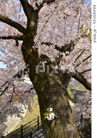 狭山池公園の桜 瑞穂町の写真素材