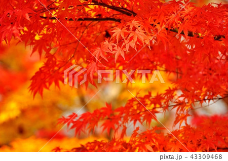 紅葉の錦 赤と黄 紅葉の錦 赤と黄 43309468