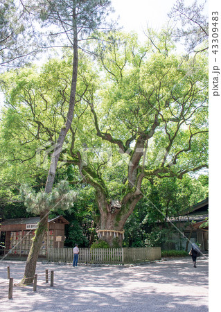 名古屋市　熱田神宮　大楠 43309483