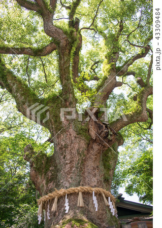名古屋市　熱田神宮　大楠 43309484