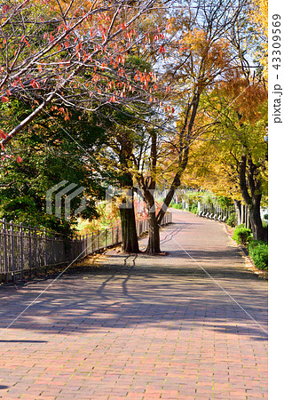 歩道（岡山県庁付近） 43309569