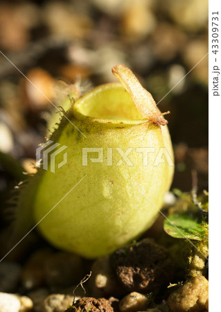 ウツボカズラ ウツボカズラ 43309731