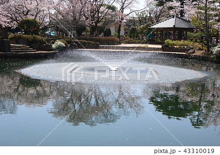 狭山池公園の桜 瑞穂町の写真素材