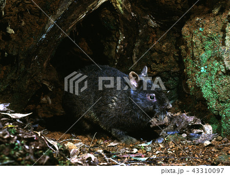 アマミノクロウサギ、国の特別天然記念物 43310097