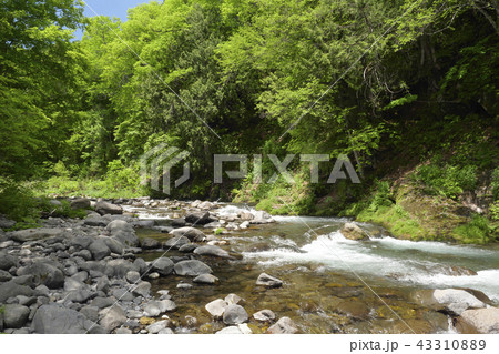 雑魚川 雑魚川 43310889