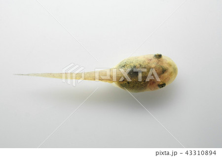 オタマジャクシ オタマジャクシ 43310894