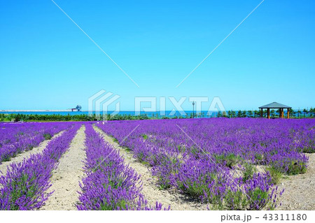 紋別オホーツクラベンダー畑・流氷公園・オホーツクタワー 紋別オホーツクラベンダー畑・流氷公園・オホーツクタワー 43311180