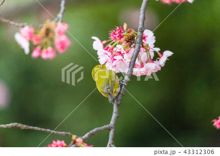 メジロ 寒桜 メジロ 寒桜 43312306