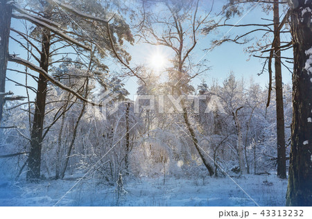 Winter forest Winter forest 43313232