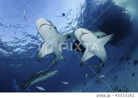 レモンザメ 43313261