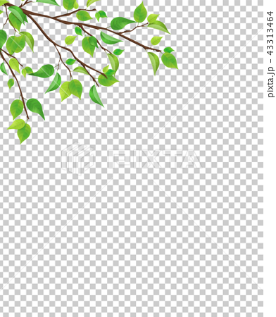新鮮的綠枝葉 Png 透水 插圖素材 圖庫