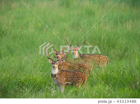 Sika or spotted deers herd in the elephant grass 43313486