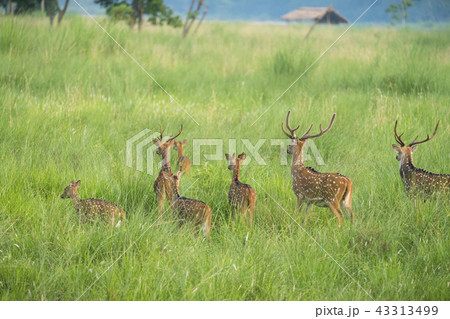 Sika or spotted deers herd in the elephant grass 43313499
