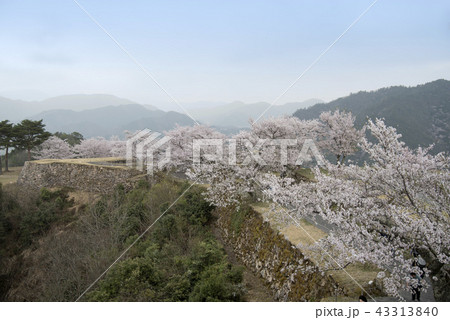 竹田城　北千畳と満開の桜 43313840