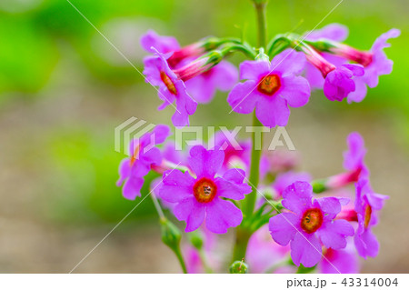 『ノルウェイの森』撮影地！峰山高原リゾートに咲くクリンソウ※作品コメント欄に撮影位置あり 43314004