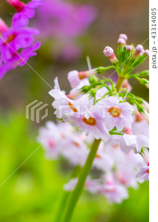 『ノルウェイの森』撮影地！峰山高原リゾートに咲くクリンソウ※作品コメント欄に撮影位置あり 43314005