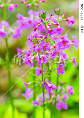 『ノルウェイの森』撮影地！峰山高原リゾートに咲くクリンソウ※作品コメント欄に撮影位置あり 43314006