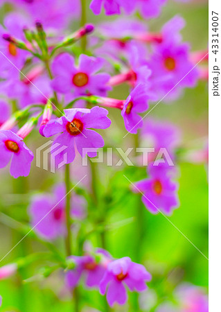 『ノルウェイの森』撮影地！峰山高原リゾートに咲くクリンソウ※作品コメント欄に撮影位置あり 43314007