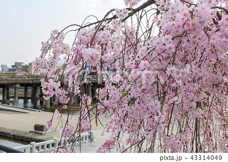 三条大橋 - 桜 43314049
