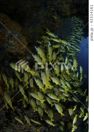 モルディブにて魚の群れ 43314161