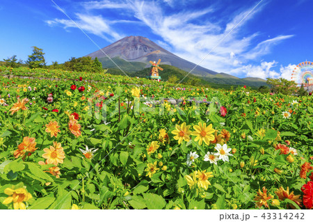 ぐりんぱ　天空のダリア祭り 43314242