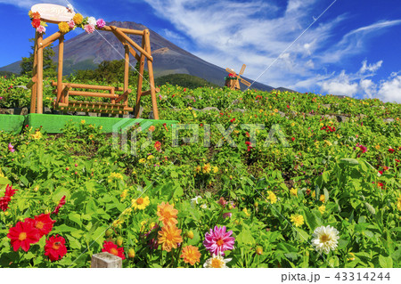 ぐりんぱ　天空のダリア祭り 43314244